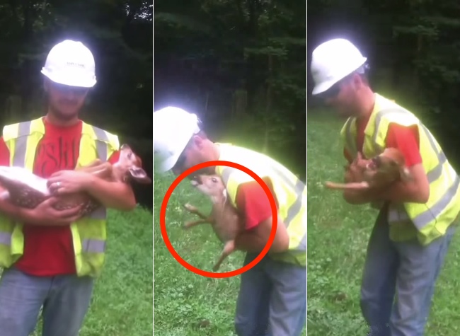 Baby Deer Cries Every Time They Stop Rubbing His Belly