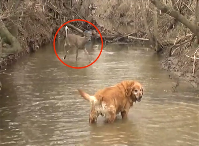Deer Spots A Dog In The Water And Tries To Impress Him