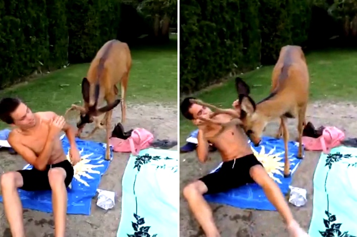 He Was Lying Outside When Suddenly This Deer Came Out Of Nowhere