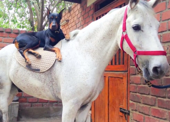 The Friendship Between This Doberman And Horse Will Touch Your Heart