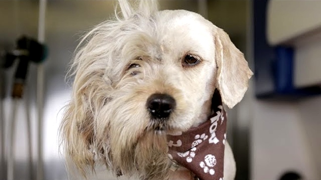 She Groomed A Homeless Dog. What She Found Under All That Hair Made Me Tear Up.