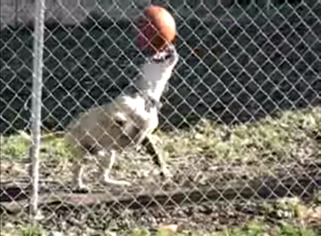 Dog Having The Time Of His Life Balancing A Ball On His Nose