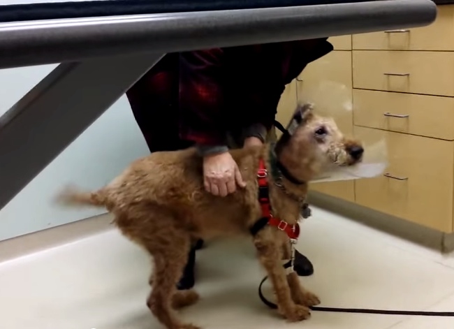 Blind Rescue Dog Sees His Family For The First Time After Eye Surgery. Get ready for the feels…