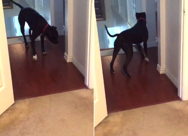 Dog Is Afraid To Go Through Doorways, Finds A Way To Overcome His Fear