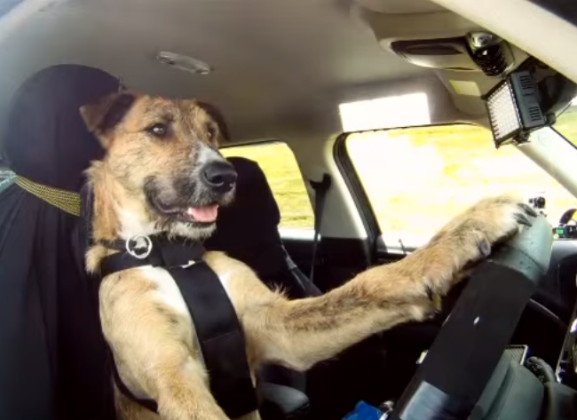 We Know Dogs Are Smart, But What This Dog Does Is Next Level