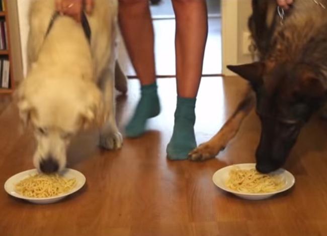 Spaghetti Eating Contest: Golden Retriever Vs German Shepherd