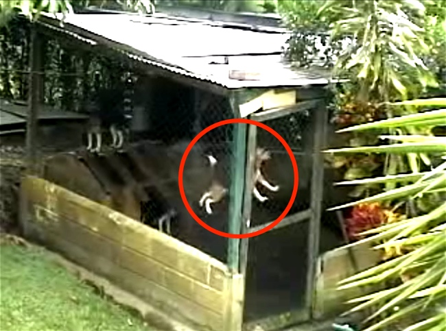 The Way This Dog Escapes Cage Is Beyond Belief. If It Wasn't Filmed, No One Would Believe It.