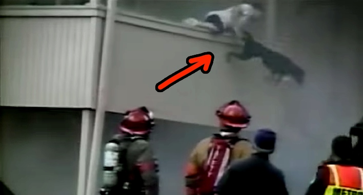 Man Rescues His Dog From Building Fire, But What Follows Is Shocking.