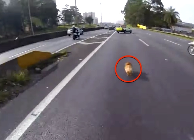 Bikers Come Across A Stray Dog On A Highway. What Happens Next Is Amazing.