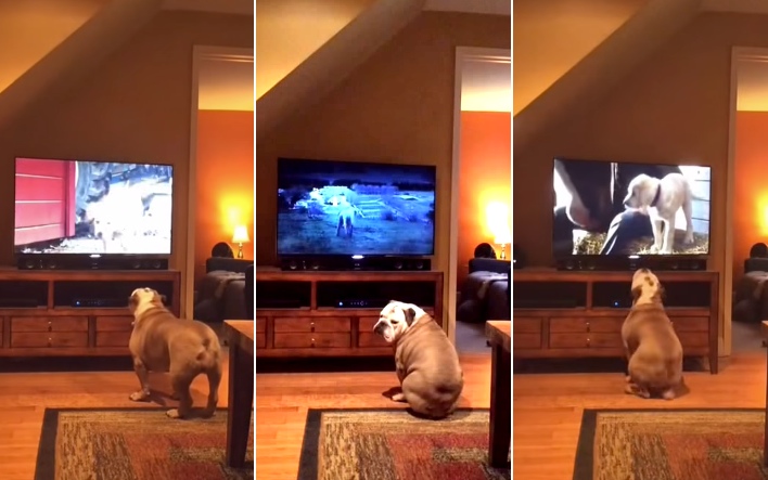 Watch This Dog React When A Puppy And Horse Reunite In A Commercial