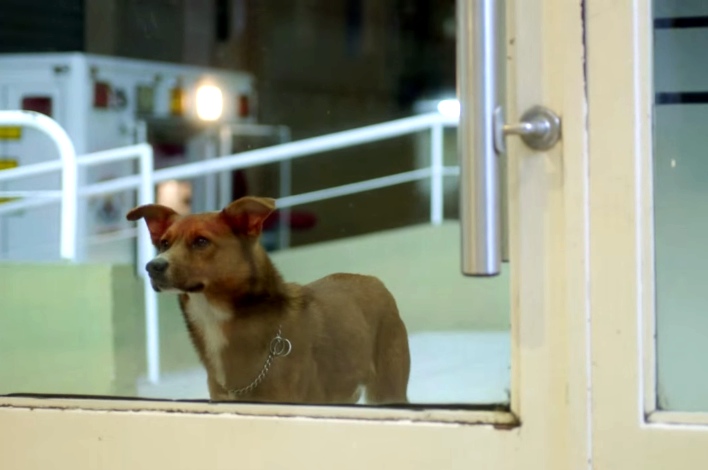 Dog Waits For His Owner To Come Out. When The Door Opens, Oh The Tears