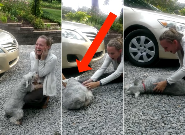 Dog Passes Out From Excitement When Reunited With A Family Member. Aww!