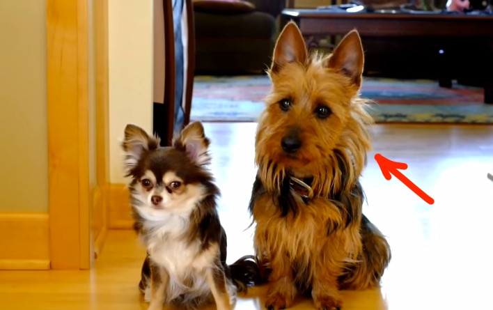 She Asks, Who Pooped In The Kitchen? Now Watch The Dog On The Right…