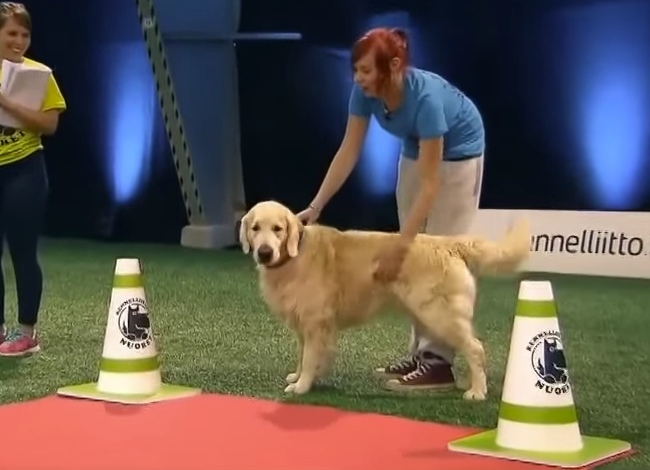 Golden Retriever Wants To Race, But He Let His Heart Guide Him Instead