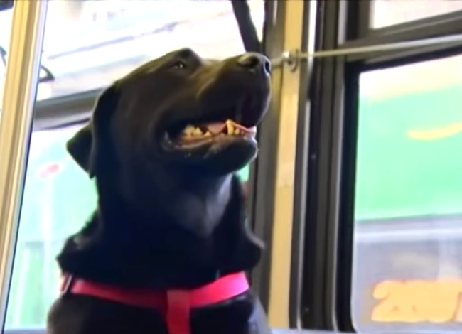 This Dog Rides The Bus Alone To Get Herself To The Dog Park