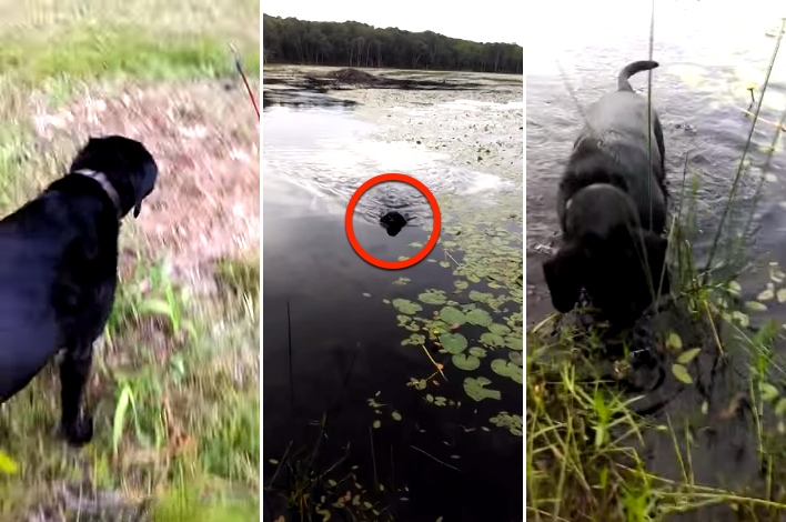 Hero Dog Jumps In Lake, Saves This Little Guy's Life