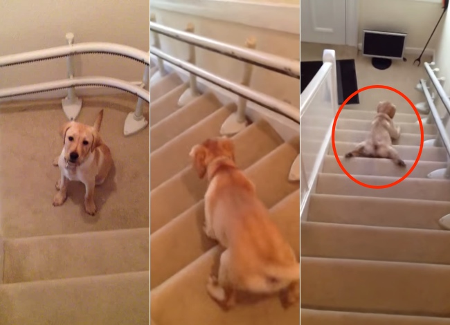Labrador Puppy Is Scared To Go Down The Stairs, Finds The Funniest Way To Overcome His Fear