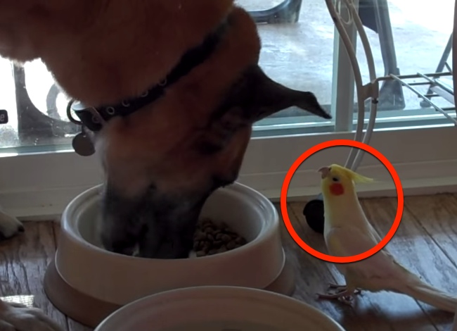 Dog Gets Serenaded By A Bird While He Eats