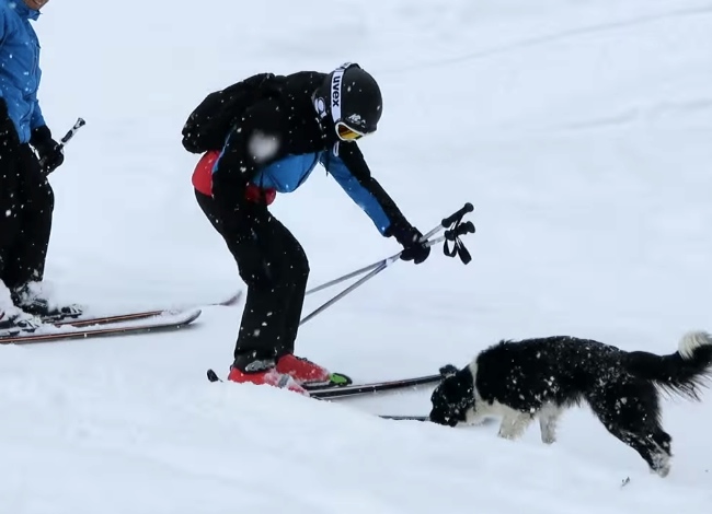 This Dog Stops Two Skiers On The Slopes To Get Important Assistance. You Will Not Expect This.