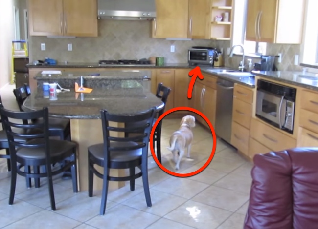 Dog Steals Chicken Nuggets From Oven In The Most Brilliant Way