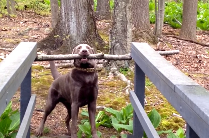 Dog Thinks Through A Problem Trying To Carry A Stick Across A Bridge