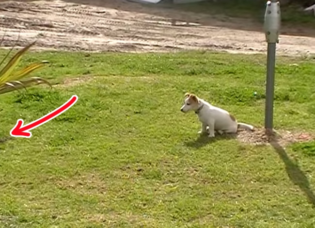 This Dog's Unusual Friend Proves That Everything Is Possible In This World