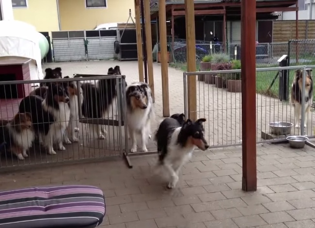 Well-Trained Dogs Patiently Wait As They're Called Up One By One For Dinner