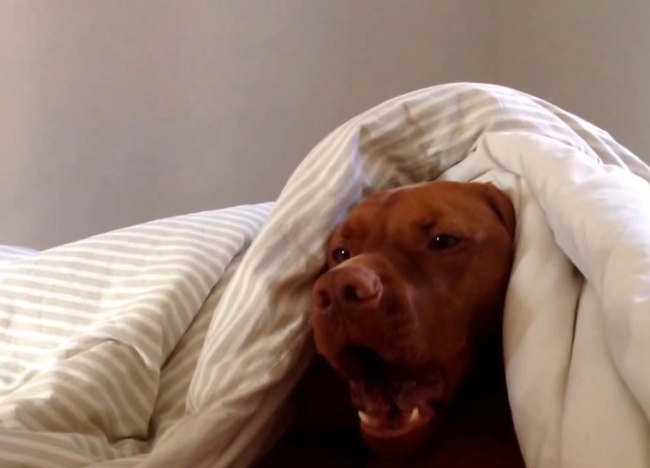 Dog Gets Woken Up By An Alarm And Reacts Like A Human