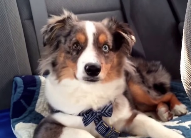 Puppy Wakes Up To His Favorite 'Frozen' Song