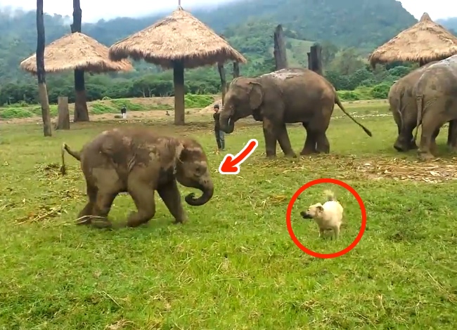 At First They Were Just Playing, Until The Elephant Got Annoyed