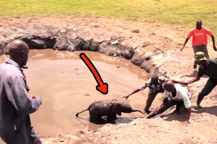 They Rescued A Baby Elephant, And Then Got Surprised By The Mother
