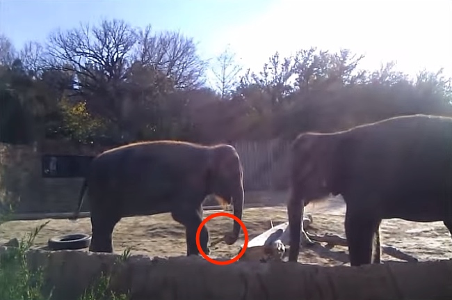 Elephant Really Wants To Break This Stick Then Rage Quits