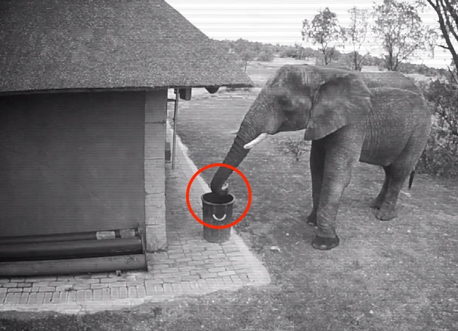 Elephant Caught On Camera Doing Something Incredible. We Can All Learn From Him.