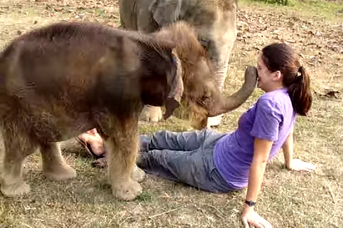 Baby Elephant Searches For Woman's Trunk