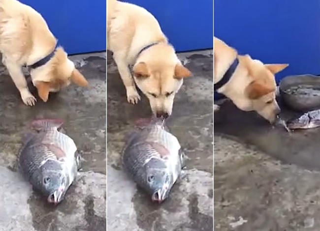 Dog Desperately Tries To Save Fish Out Of Water