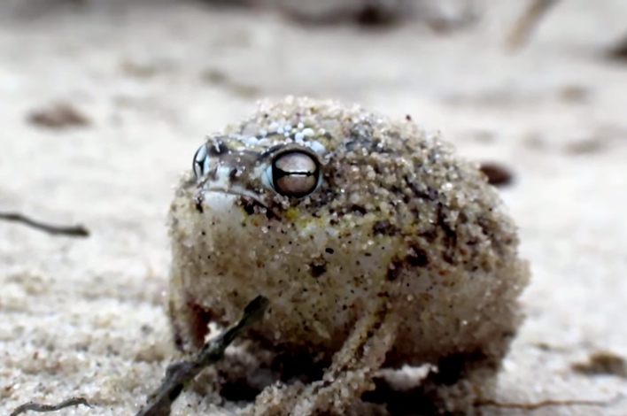 The Ferocious Attack Of This Frog Is Nothing Like You've Ever Seen