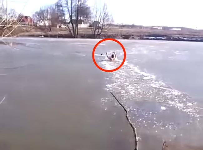 Guy Smashes Through A Frozen River Like The Hulk To Save His Dog