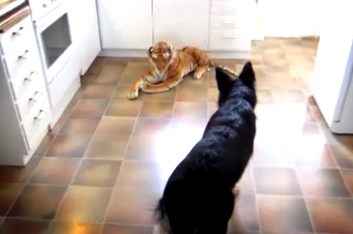When A Tough German Shepherd Encounters A Tiger