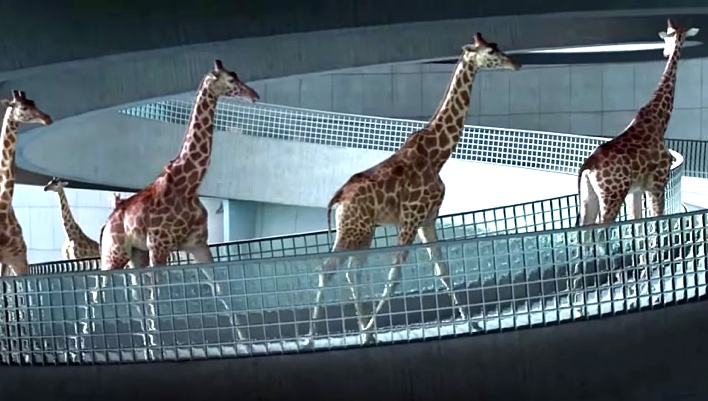 What Happens When A Group Of Giraffes Take Over An Indoor Pool