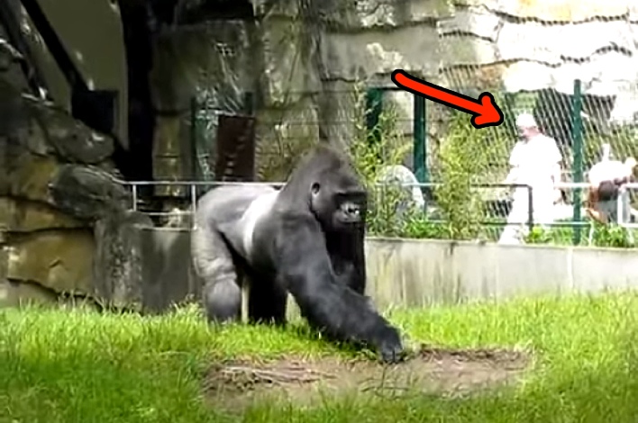 Gorilla Sneaks Up On Zoo Workers, Then Suddenly Springs Into Action