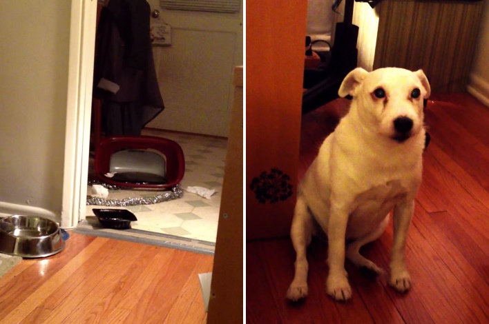 Dog Who Knocked Over The Garbage Can Has A Smart Exit Strategy