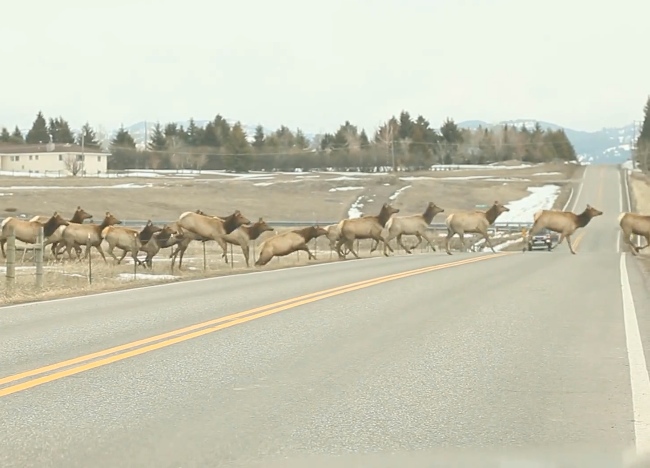 Massive Herd of Elk in Montana. The Ending Will Make You Happy!