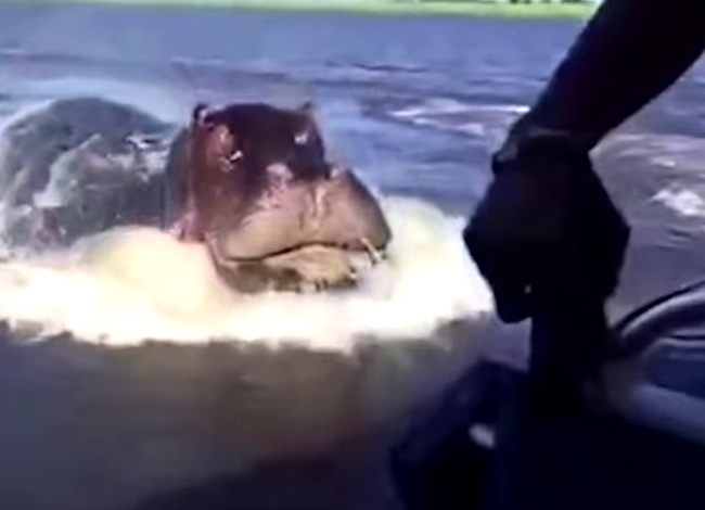 How Fast Can Hippos Swim? THIS Fast!