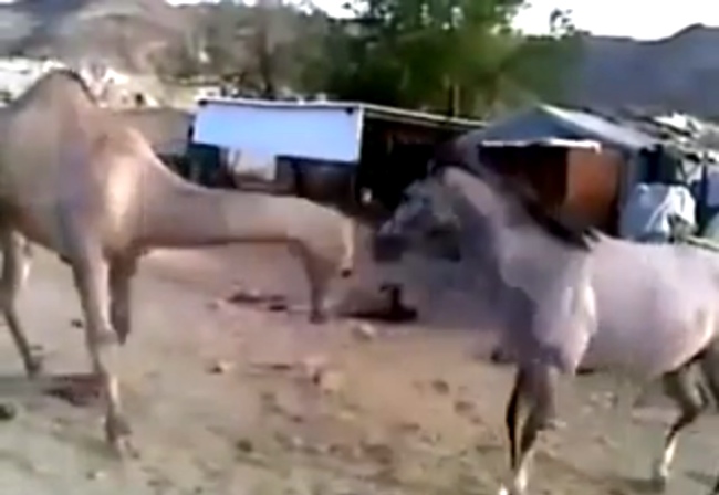 A Horse Meets An Old Friend, His Reaction Is Priceless