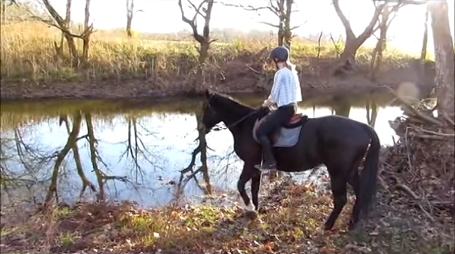 Horse Is Terrified Of The Water, Then This Happens When He Gives It A Try