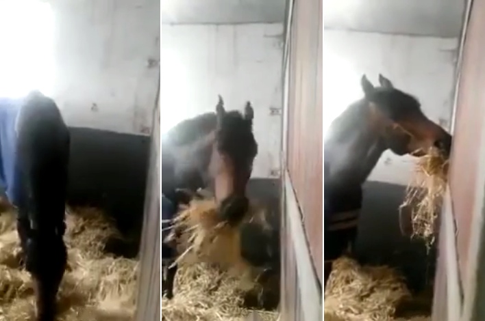 He Enters The Barn, Catches His Horse Doing Something Remarkable