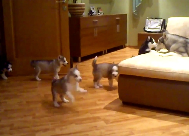 This Husky Playing With Her Puppies Is The Definition Of Cuteï»¿