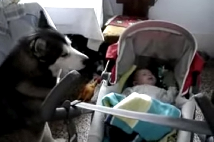 The Baby Wouldn't Stop Crying, So The Husky Did This