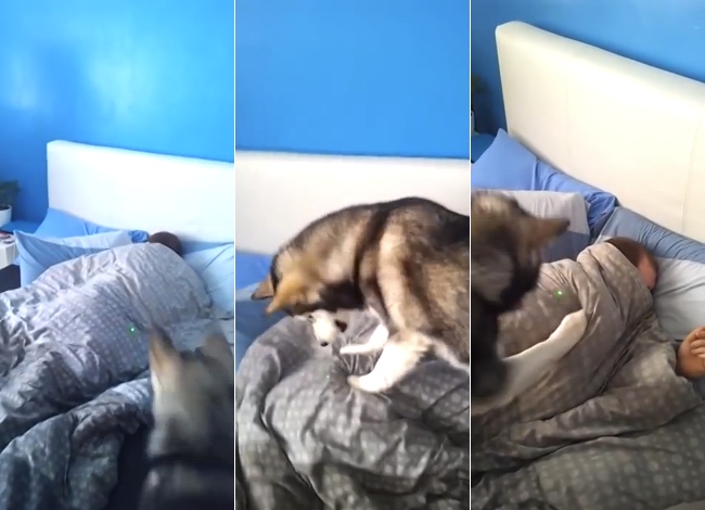 Girl Wakes Up Her Boyfriend Using A Laser Pointer And Her Husky Dog