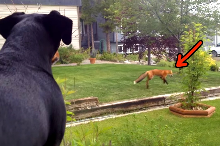 Fox Finds Dog Toys, Has A Blast While Envious Dog Is Watching